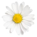 Daisy flower isolated on white background. ÃÂ¡hamomile isolated